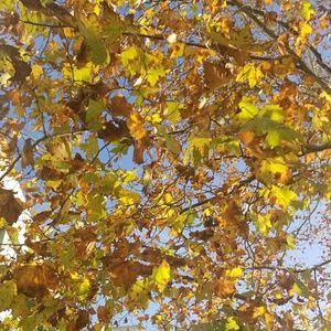 Meet your Posher, Quetzally